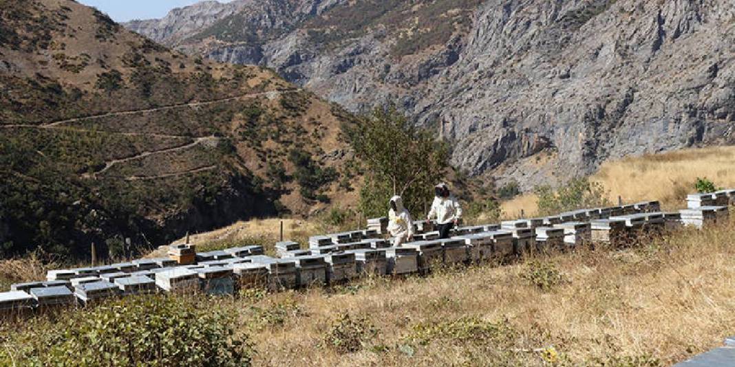 Boşaltılan köyüne özel izinle gitti, üretime geçti! Yılda 2,5 tona ulaşıyor: Geri dönüş için umut olduğunu düşünüyor 2